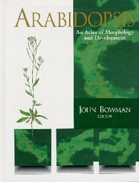 Arabidopsis