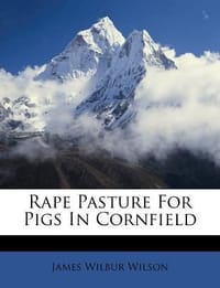Rape Pasture for Pigs in Cornfield