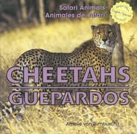 Cheetahs/Guepardos