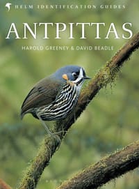Antpittas