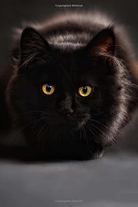 Beautiful Black Cat With Gold Eyes Portrait Journal