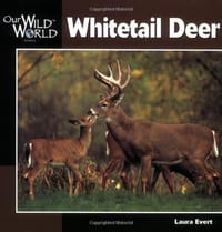 Whitetail Deer