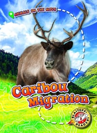 Wildebeest Migration