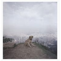 Dog Days, Bogotá - Alec Soth
