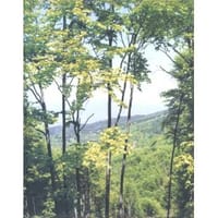 Cuny Janssen: Macedonia, Portraits and Landscape
