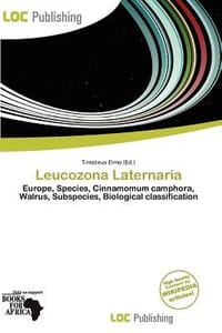 Leucozona Laternaria - Elmo, Timoteus