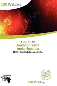 Aeolochroma Metarhodata - Elmo, Timoteus