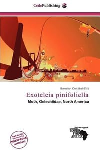 Exoteleia Pinifoliella - Crist Bal, Barnabas