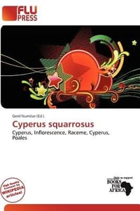 Cyperus Squarrosus