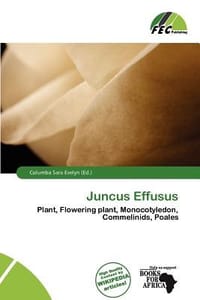 Juncus Effusus