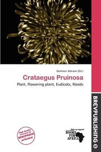 Crataegus Pruinosa