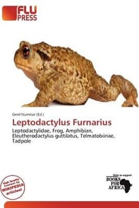 Leptodactylus Furnarius
