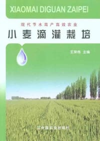 小麦滴灌栽培