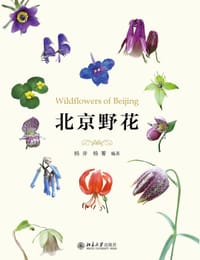 北京野花 - 杨斧