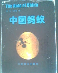 中国蚂蚁