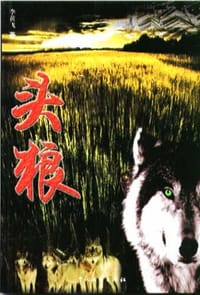 头狼