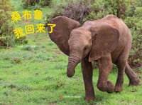 桑布鲁，我回来了 - 孙霄