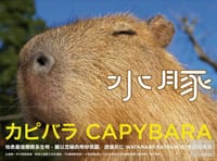 水豚
